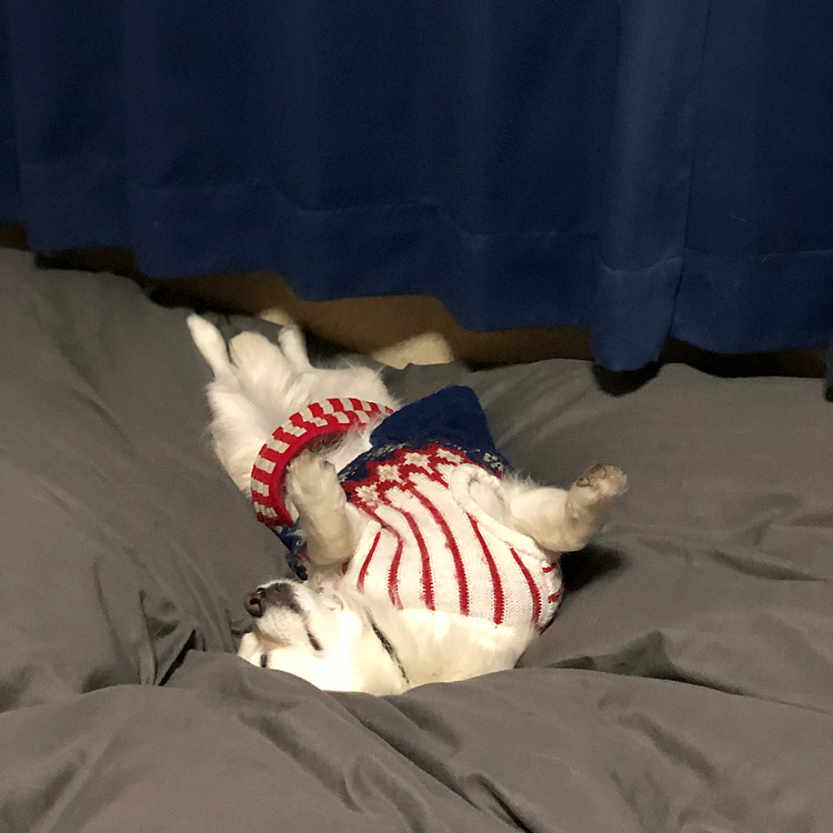 じつは、ヘソ天で爆睡💤