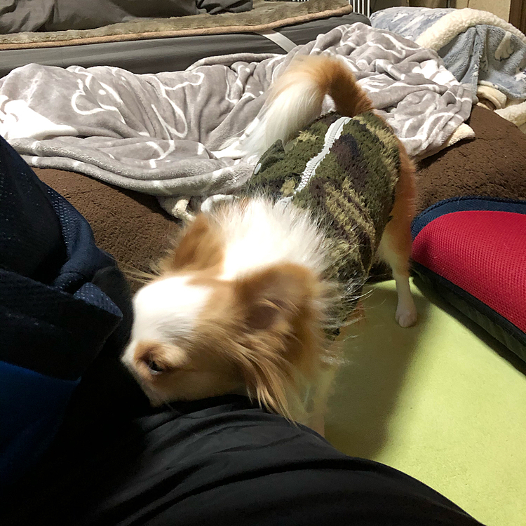 ポケットの中に鼻先を突っ込んで持ち物検査🎵🐶
これは最近のマイブームらしい🤣
ポケットの中身ペタペタになるからやめてよ〜😂