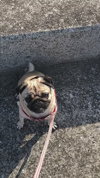 今日は1個、クンクンの途中で石を食べられました😓
でも、教えていただいたことを参考にしてお散歩すると、以前より快適になりました❣️
おとちゃんも怒られることが減って嬉しいんじゃないかな？
たまにはドッグランに行って、思い切り走らせてあげたいけど、また拾い食いするんだろうな…😞