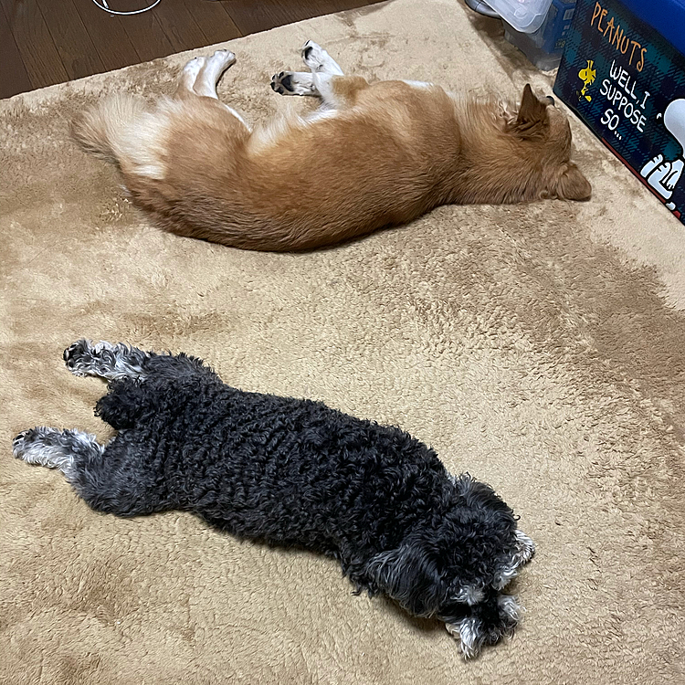 本日午前12時半のララ、サン😪
自分たちの寝床で寝ない😓
リビングで爆睡😓