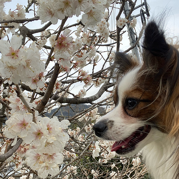 このピンクのお花なにわん？