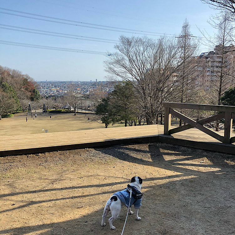 一区切りついたところで夕方近くに大きな公園にお散歩行って来ました😀