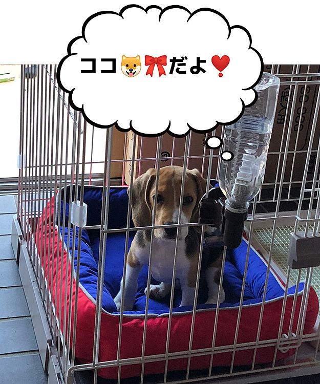 2021.3.11(木)

ココ🐶🎀💕

逢いたいなぁ…😌🍀

いつまでも、いつまでも大好きだよ❤️🍀
