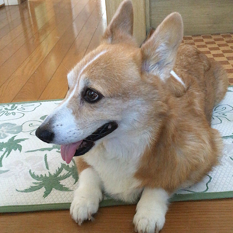 これは、先代のぴー😊
2011.3.11震災の日🌀夜勤明けで寝ていた私の顔のところまで来て、ワンワンって揺れてるよーって教えてくれたお利口さんです😊
あの時はありがとね。電車が止まり、息子。。当時高校一年。。車で迎えに行く途中。。海のずっと遠くがオレンジ色にライン状なってて怖かったのを覚えてます。あれは。。何だったんだろう。。
朝から震災映像を見てテレビに釘付けでした。。まあるの県は津波被害はなかったけど、色々不便でした。今思い出しても。。嫌ですね🌀