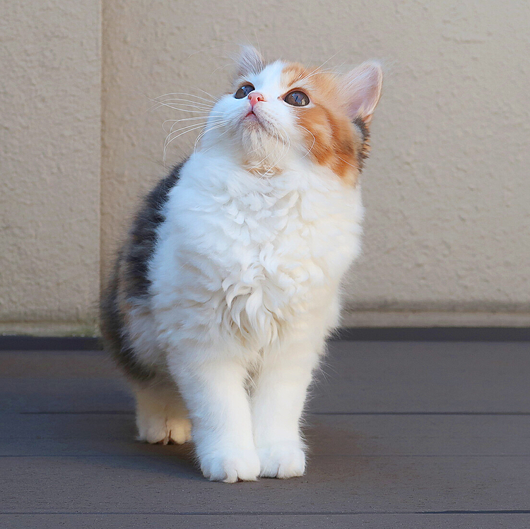 まんまる！