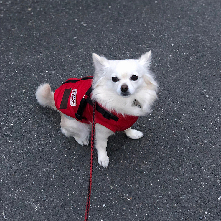 おはようございます😄
小雪は今朝も元気いっぱいお散歩してきました🎵🐶
ルンルン🎵ランラン🎵小走り炸裂💨
寒くないからいい感じで歩けたね👍😊