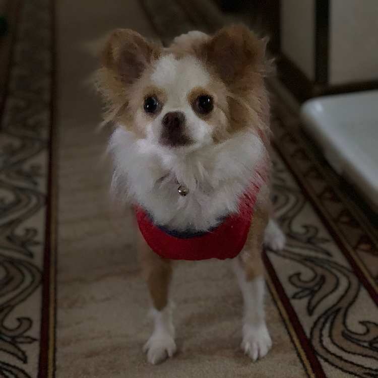 小春はおトイレ🚽済ませたら
もちろんブタさん🐷狩り〜🎵🐶
朝から元気ハツラツでいい感じやね👍😆

昨日の仕事後に通院(整形外科)したら
お薬が1種類、増えてしまった💦
痛みは抑えれてるけど痺れる範囲が広がったから💦
皆さん、首痛にはお気をつけくださいね😅