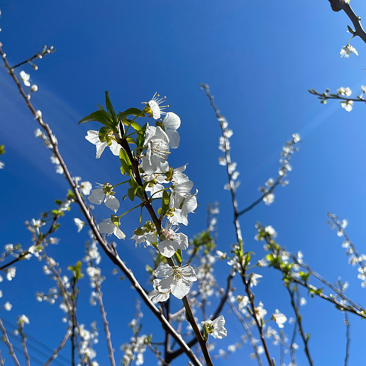 桜じゃない何か…🤔りんご🍎の様なでも違うと思うし何かしら❓ソメイヨシノはもう少しで咲きそうでした😊