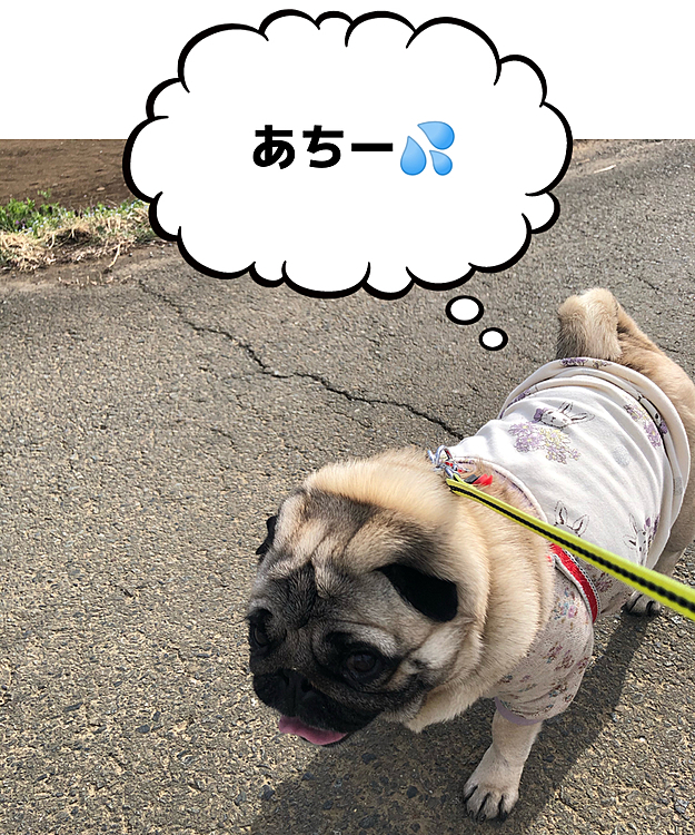 暑さで、ガハガハ、ブヒブヒ🐽止まりません🤣