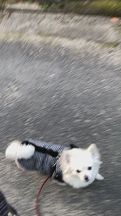 帰り道🐾
オヤツ欲しい時だけアイコンタクト🤣