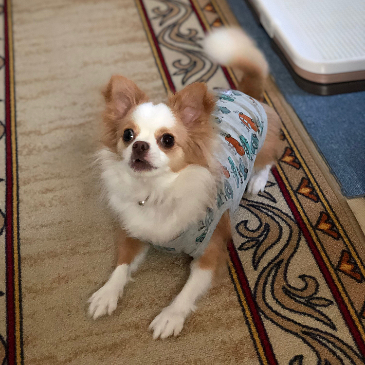 小春は今朝も早起き〜🎵🐶
寒くない日は早起きするんやね🤣