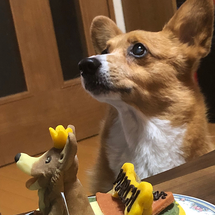 すでにマーチの部分は今朝共食いしてしまってありませんが、お芋でできていてとてもおいしいみたいです☺️
10歳ということで目はもちろんですが、身体全体のケアもしっかりして、これからも元気でいてくれるだけで嬉しいです💓

