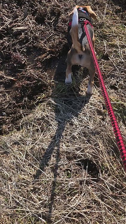 風が強くてまだまだ空気も冷たいけど、気持ちいいよ🐶🍀💕