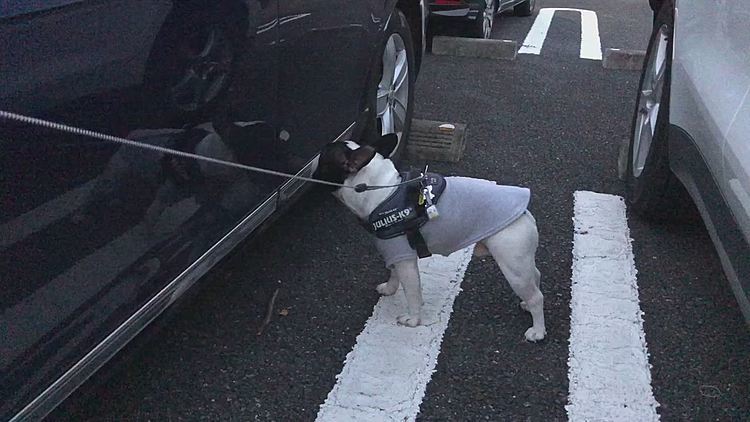 家に帰らずにクルマに乗ろうとしてます😅
反対側に回っても乗らないよ😆
諦めたと思ったら、玄関を通り過ぎてまろ母のクルマのところへ🤣