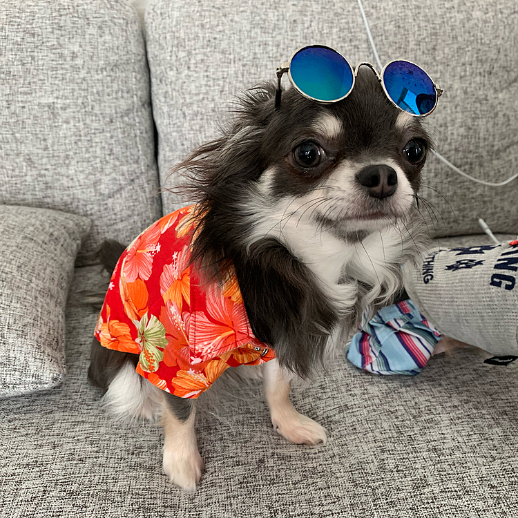 アロハシャツにグラサン💖可愛い🤣