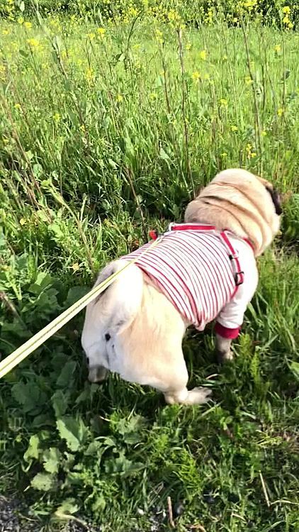 とうちゃん実家近くの土手をお散歩🐶
やっぱりサラダバー🥗美味しかったです🐶