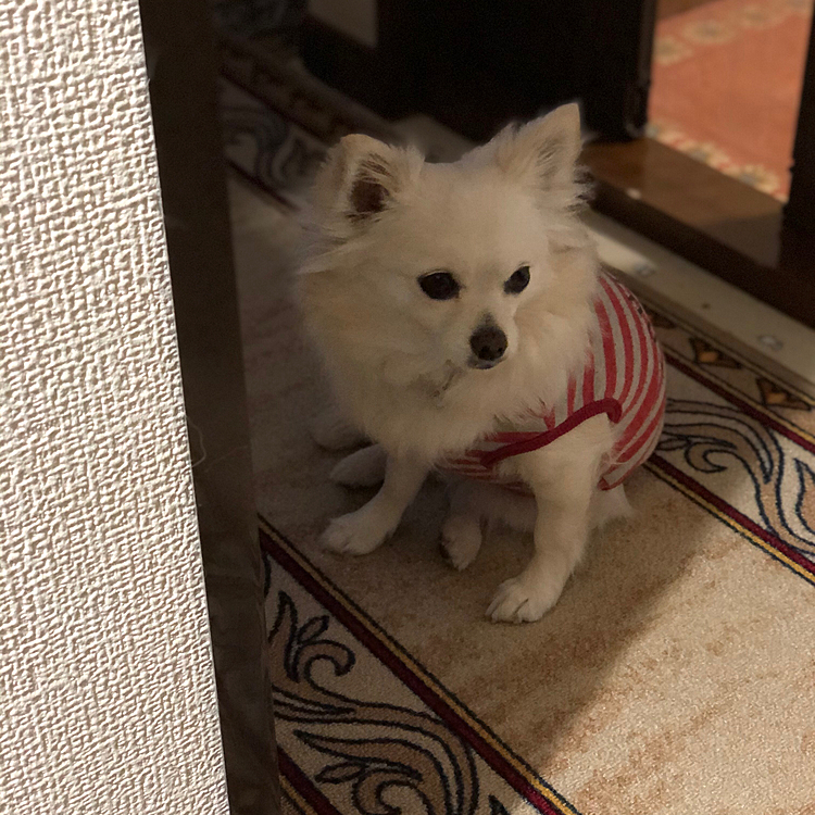 おはようございます😄
小雪はいつもお散歩前はややボケッとしてます🤣
『もうお散歩行くん❓🐶』