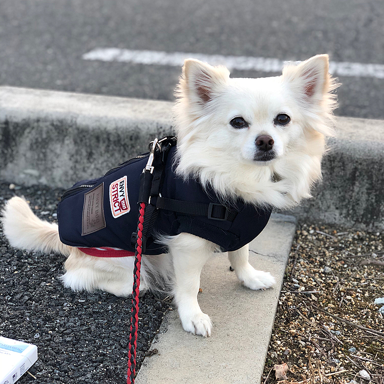 今朝も元気いっぱいお散歩してきました🎵🐶
パッチリ目が覚めたようやね✨
顔がシャキッとしたね🤣