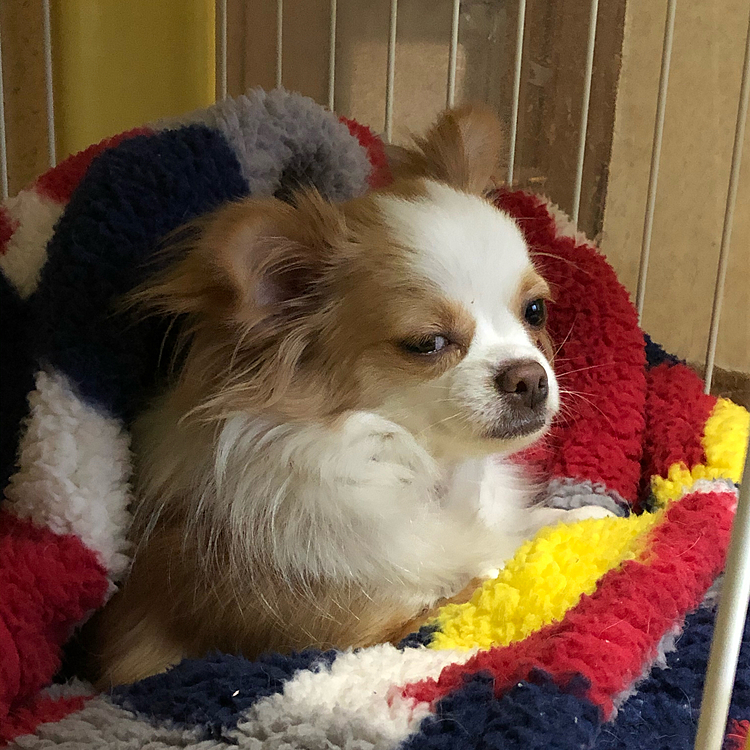 小春はトイレ🚽を済ませてからの二度寝💤🐶
ちょっとちょっと❣️
なんちゅ〜顔しとんのよぉ💦
マフィアのBOSSみたいになっとるで〜🤣