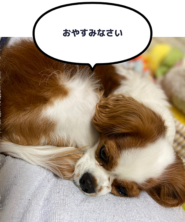 今日も１日たくさん遊んで疲れたワン🐶
おやすみなさい😴
