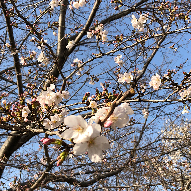 公園の桜🌸が咲きはじめました❣️
桜の木を見つけると咲いてるかなぁ〜とつい口を開けて見上げてしまいます😅