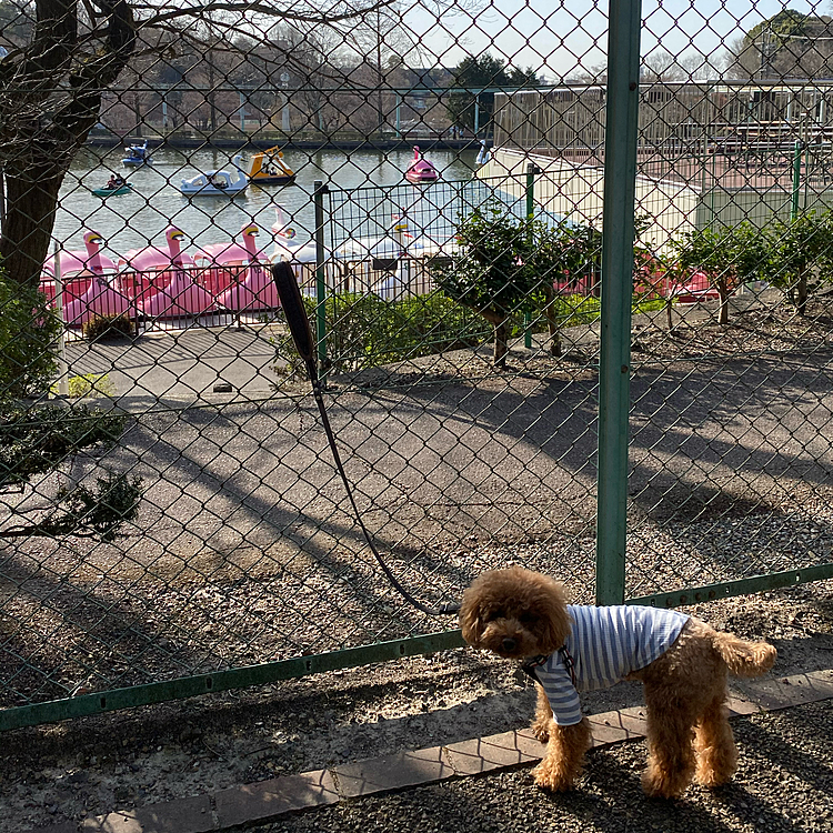 柵の向こうは動物園の池、平和だなぁ🚤