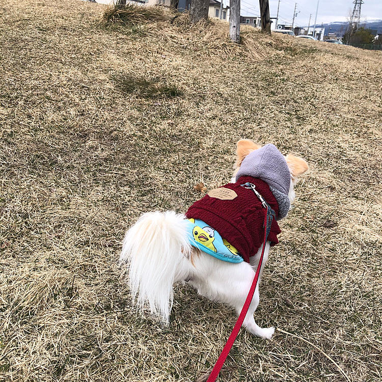 💩もバッチリ👍🏻
なかなかいいウンチングポーズだね😆
今気が付いたけど若干💩見えてる⁉️😅