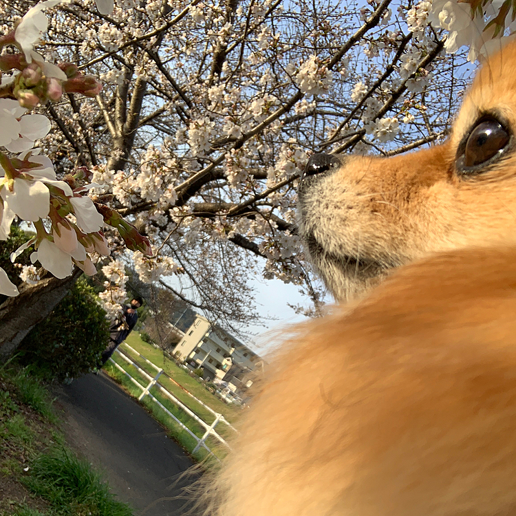 桜が咲いていたので撮ってみましたが、ズレてるし微妙🤣🤣