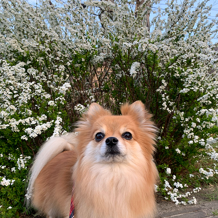 雪柳と凛😊
花の季節到来ですね💐