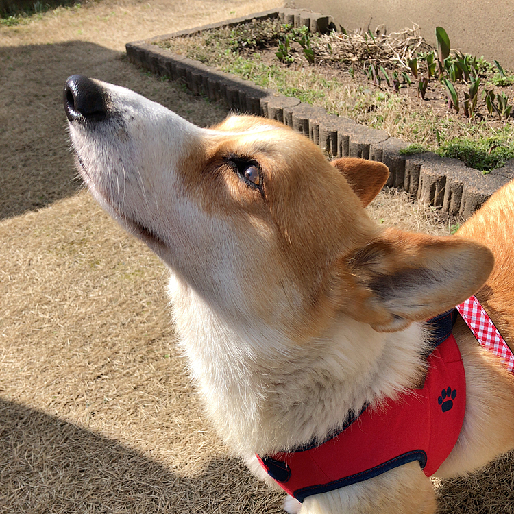 春の空気を満喫してる💕
まある地方は、桜は🌸まだまだ先ですが、春の匂いがするんだね😊
