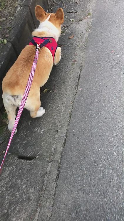 今朝は、お花のおかーさんに会いました🤣
短い足で階段1段目に足乗せておかーさんに挨拶🤣🤣🤣
お花のおかーさんに、あら？あなたそこに足乗るの？笑。。って言われた始末🤣🤣🤣
一応足あるもーん🤣🤣🤣🤣
