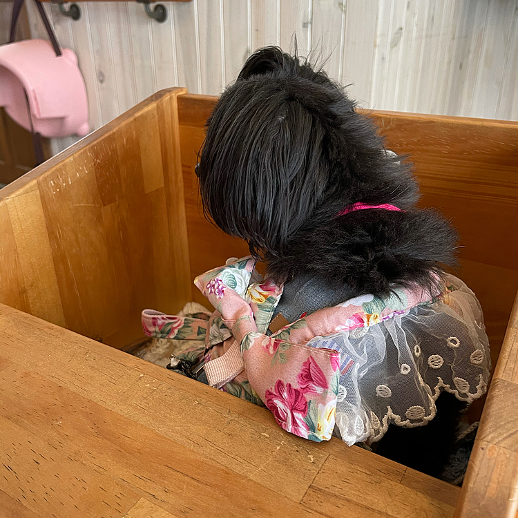 ハピさんと一緒にランチ💕ワンちゃん用に椅子がありました〜☺️
サービスでサツマイモを貰ってウマウマだっだハピさん。食べ終わったらイジケちゃった💦人のご飯はあげないよ〜😩