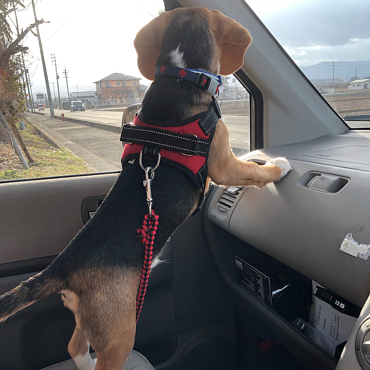 2021.3.20(土)

昨日のゴミ出しドライブ🚙💨💨
車が通るのを待ってるよ❗️
マックスは落ち着き無いから、車の中も安全確認しなきゃね😅💦