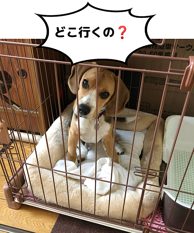 仕事行って来るからお留守番しててね🤗

