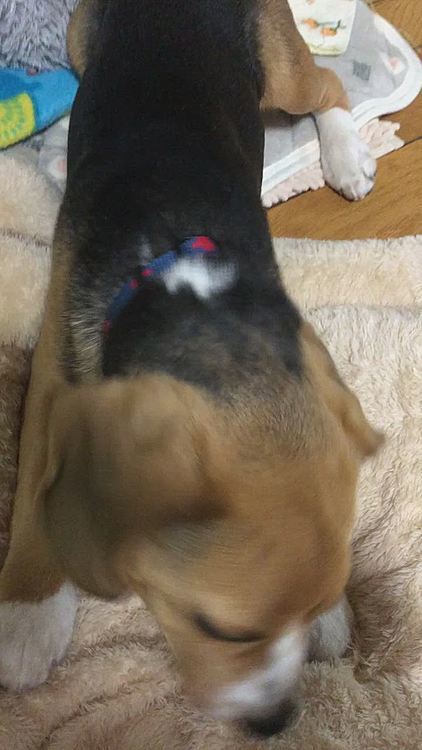 耳をかいたら足もピクピク🐶🧢😆

また宮城県で地震😰
皆さん大丈夫でしたか❓
こちらは震度4でした😣
アラーム鳴ったからガスの元栓閉めて、ストーブ消して、慌ててマックスにリード付けて…💦
防災グッズまだ揃えてない…😥

