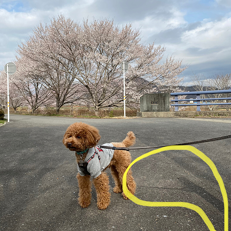 でもその前にとりあえずポールにリードを掛けて桜と写真🌸
影でもポールにリードが繋がっているのがわかります❣️
しかしこの後が悲劇、このポール固定されておらずハッピーが少し引っ張ったら簡単に倒れてしまいそのままハッピーは駐車場に向かい一心不乱に猛ダッシュ「ストップ」と何度叫んでも戻って来ません😭
