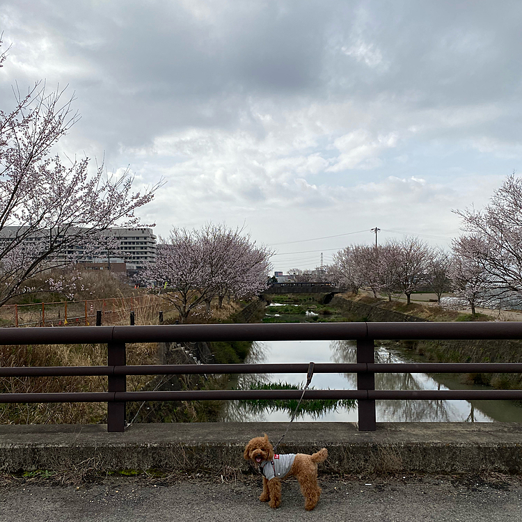 たまに止まってこちらをチラ見しては又走り出すの繰り返し「わかった、お願いだから止まって」となだめながらゆっくり近づき何とか駐車場ギリギリ手前の所でリードを踏みつけ無事に確保出来ました😭😭😭
土曜で外来が無かったり早い時間であまり車もいなくて本当に良かった、生きた心地がしませんでした😱
パパさんがいなくてパニック気味で興奮しているのであのまま捕獲出来なければどうなっていたか😢