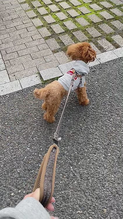 どっと疲れたので散歩もそこそこに車に戻りました😩
説明は30分から1時間程度かと思っていたけどなかなか戻って来ない😞
11時頃に戻って来ましたが、6時半に家を出る前にトイレに行ったきりだったのでこちらも冷や汗でした💦💦