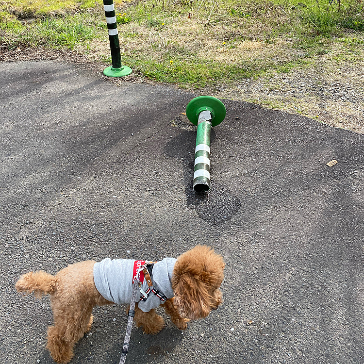 呼び戻し、真剣にトレーニングしなきゃと思い知らされた1日となりました🍀
捕獲後に現場に戻りポールは直しておきました💦
その時の記念撮影💧💧💧