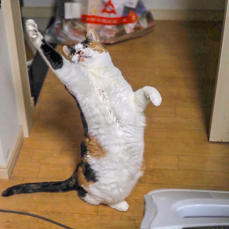 右パンチ炸裂にゃ