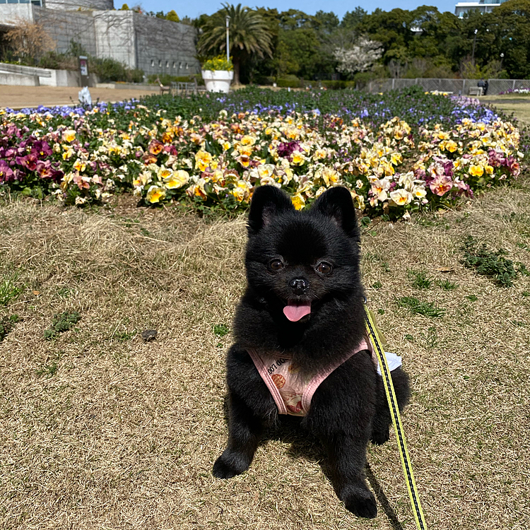 お花いっぱい❣️