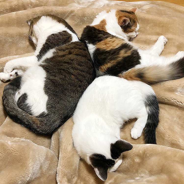 花が咲いたような、きれいなフォーメーションの寝姿❤️