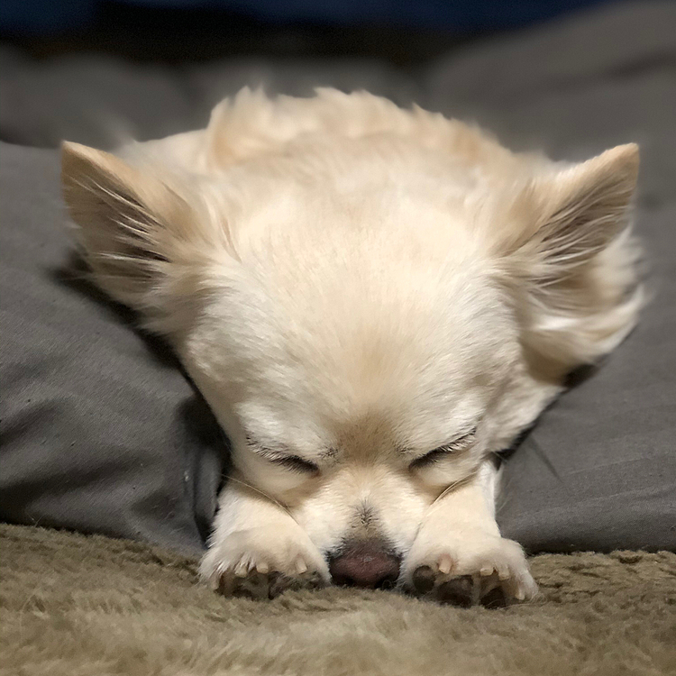 おはようございます☔️
今朝は雨が降ってるので
小雪はお散歩に行かないつもりです🐶🎵