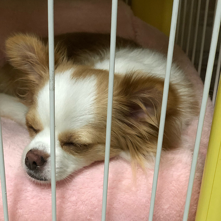 小春はいつもと変わらず、爆睡💤🐶
これは二度寝してるところ🤣