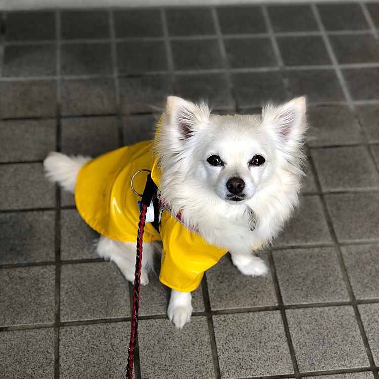 小雪は、バァバが新しく買ってくれたカッパで
濡れたくないのにお散歩へ行くハメになりました🐶🤣