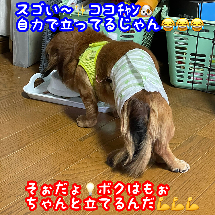 おはようございます。
今朝のココﾁｬﾝですが､いつもの様に水を飲みに行ったココを見てたら…自力で立ってましたヮ(゜д゜)ォ!
足はプルプルしてましたがちゃんと自力で立ってたのは正直ビックリでしたΣ(゜Д゜;)まぢかっ!!
ココにもちゃんと春が来そうです(๑•̀ㅂ•́)و✧