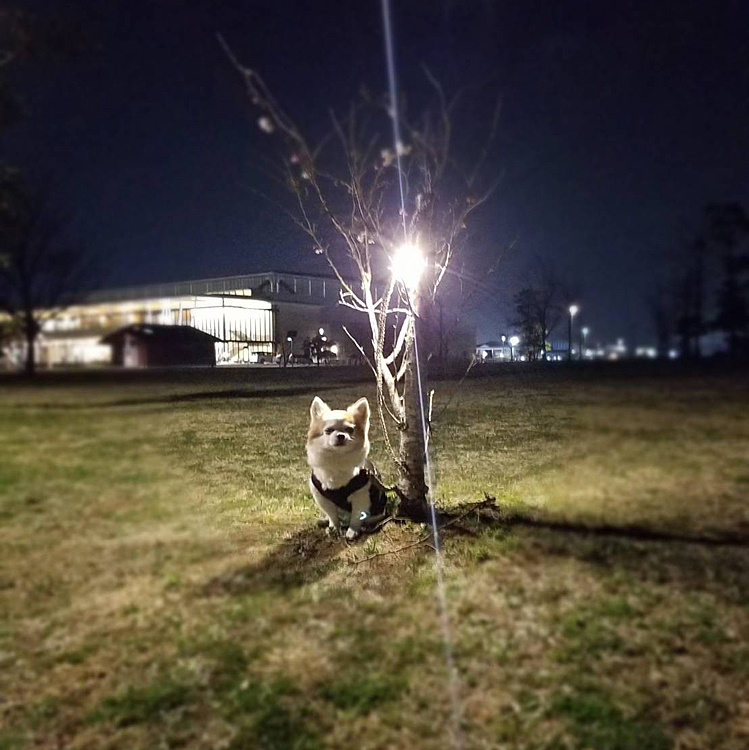 夜のお散歩🚶‍♂️

カメラをむけるとお座りとカメラ目線📸❤️