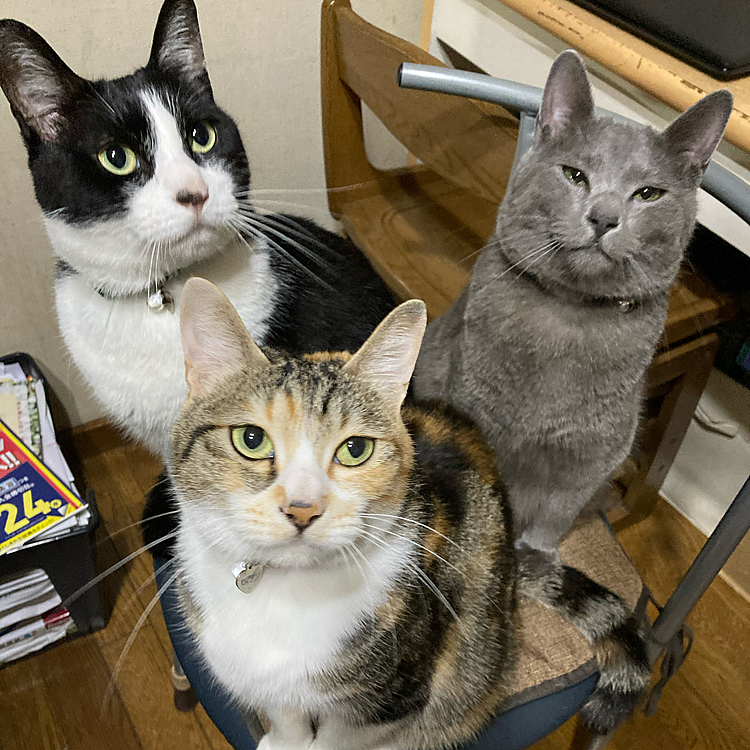 定員オーバーだニャ〜(^^;;