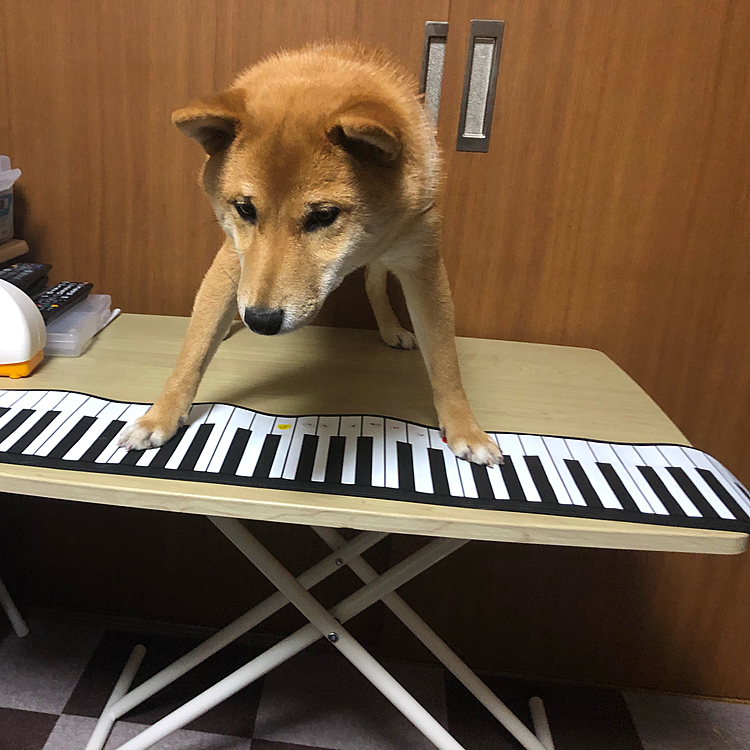 ピアノ弾きます。
