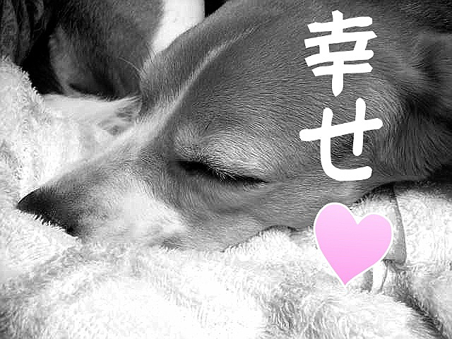 ロウちゃんのオリジナルの写真がなくて文字入りしか…
ホントに幸せ感じてました。
ロウちゃんの寝顔❤️